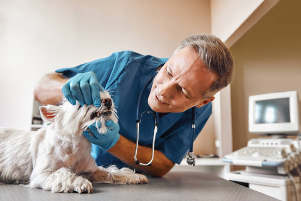 Best Emergency Dental Care for Sports Injuries in Cherokee, IA